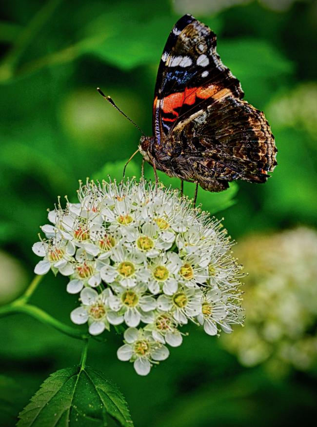 You will believe in butterfly magic at the Woodland Park Zoo Westside